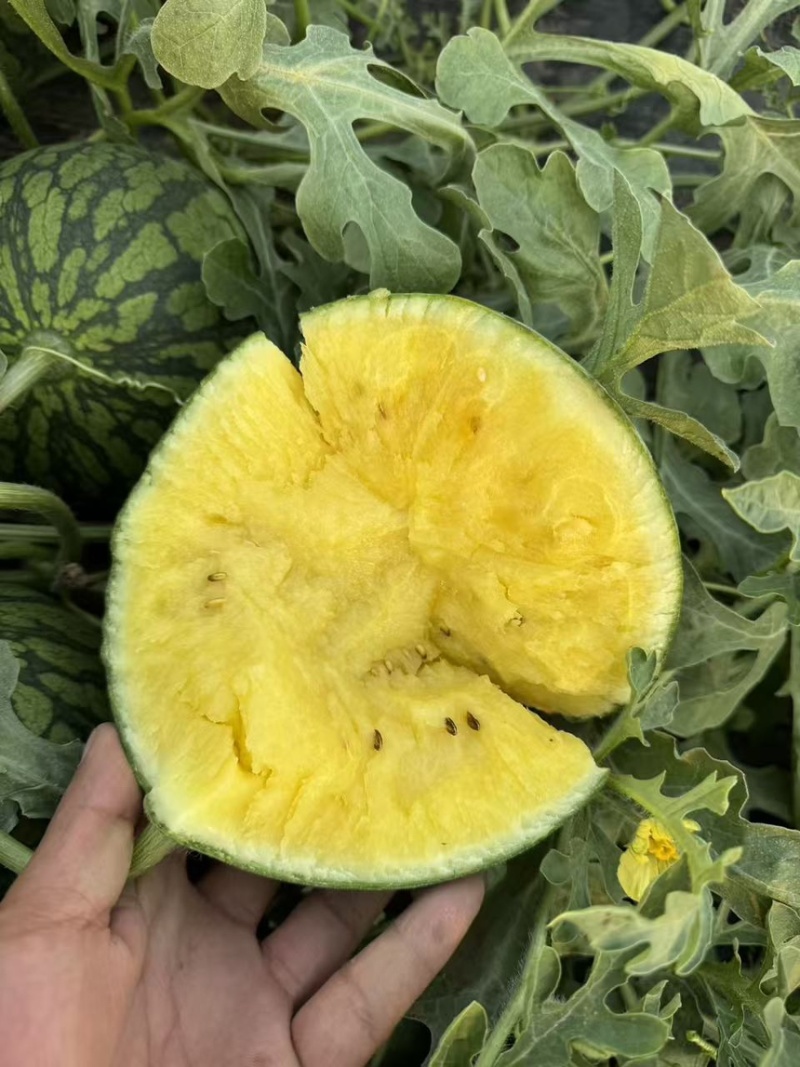 西瓜特小凤西瓜精品黄壤小西瓜口感脆甜多汁产地直供