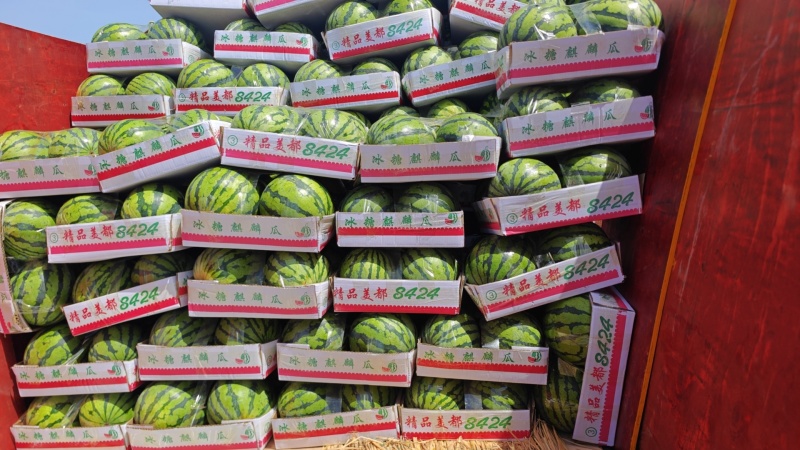 8424，美都，大棚西瓜己上市
