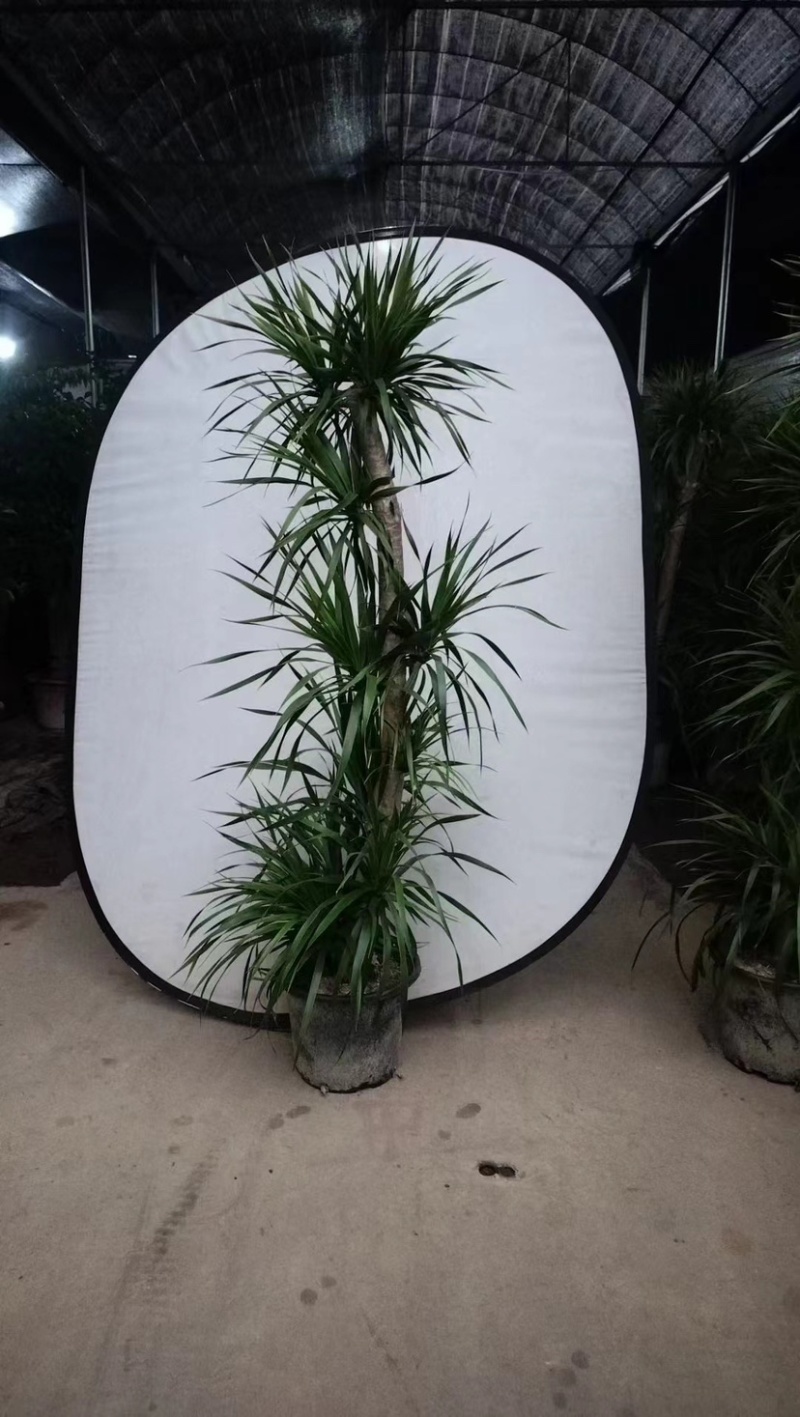 造型龙血树，棒棒糖龙血树，多头龙血树应有尽有