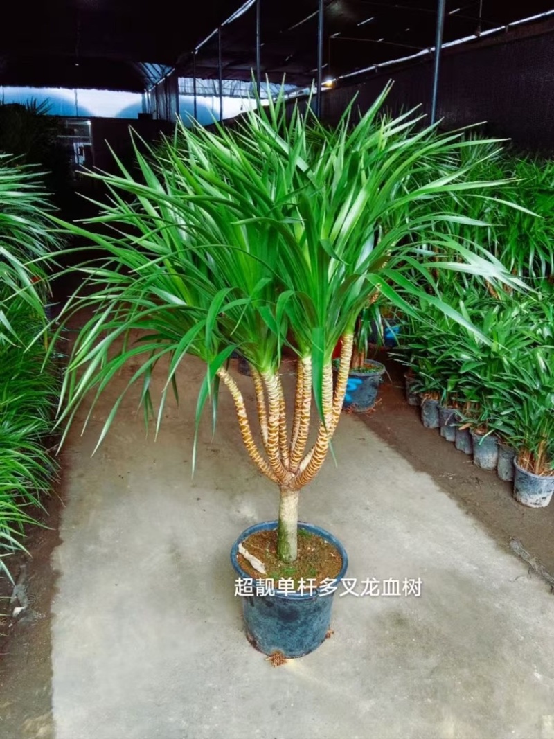 造型龙血树，棒棒糖龙血树，多头龙血树应有尽有