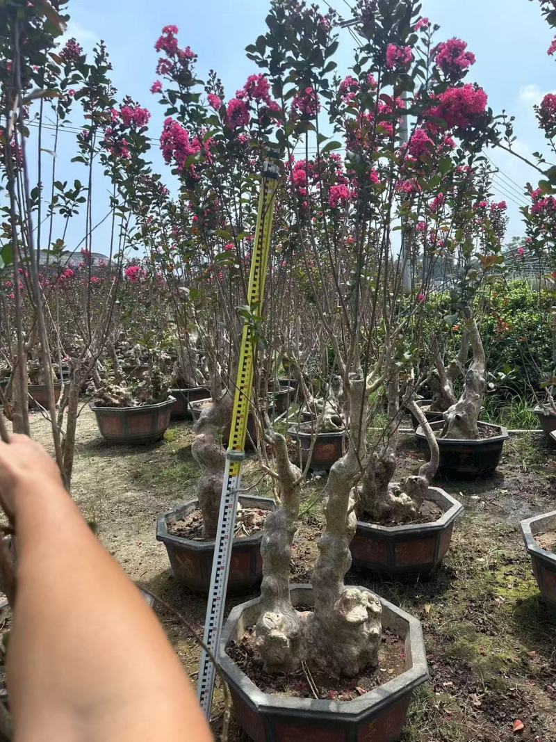 紫薇桩景，大量供应大小规格