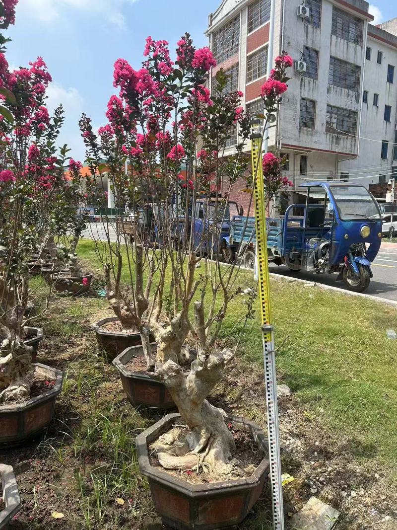 紫薇桩景，大量供应大小规格