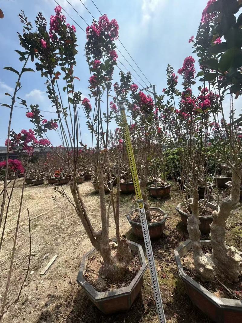 紫薇桩景，大量供应大小规格