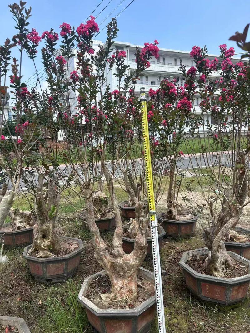 紫薇桩景，大量供应大小规格