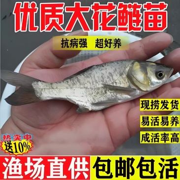 花鲢鱼苗《大头鱼》抗病能力强生长快欢迎咨询