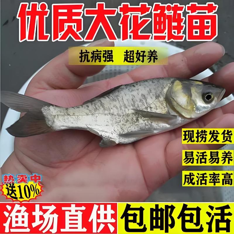花鲢鱼苗《大头鱼》抗病能力强生长快欢迎咨询