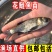 花鲢鱼苗《大头鱼》抗病能力强生长快欢迎咨询