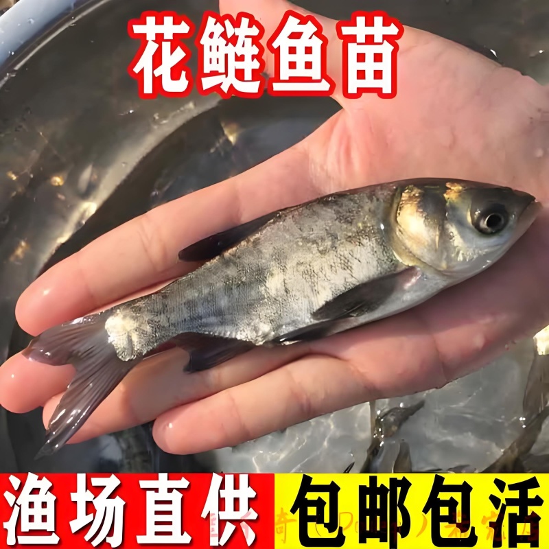 花鲢鱼苗《大头鱼》抗病能力强生长快欢迎咨询