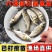 花鲢鱼苗《大头鱼》抗病能力强生长快欢迎咨询