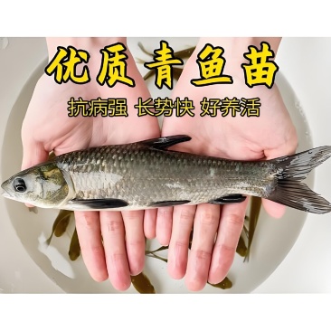 青鱼苗螺蛳青抗病力强规格齐全成活率高