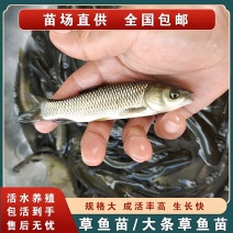 长江草鱼苗抗病能力强长势快渔场直销提供技术指导