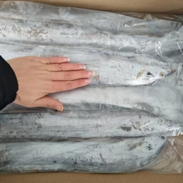 精品黄海油带鱼大量供应产地黄海规格齐全量大从优