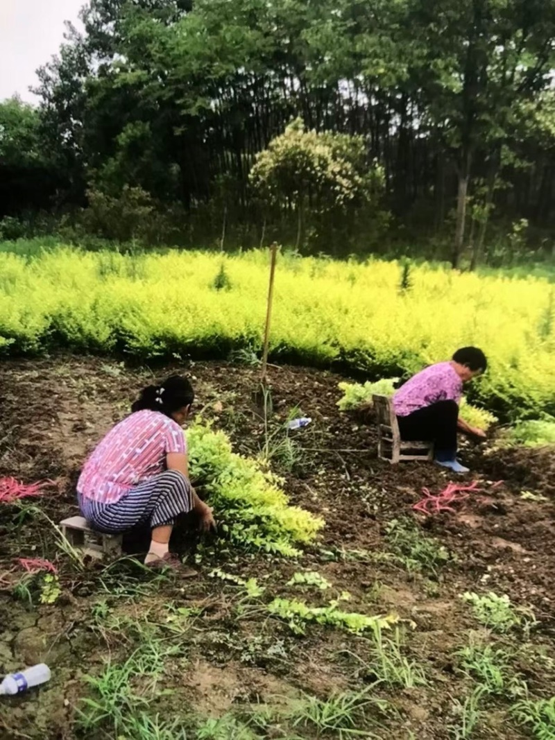 金叶女贞杯苗：邹家苗圃基地欢迎老板来电联系