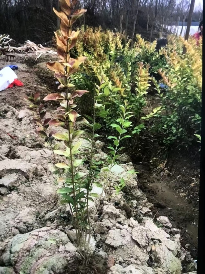 金叶女贞杯苗：邹家苗圃基地欢迎老板来电联系