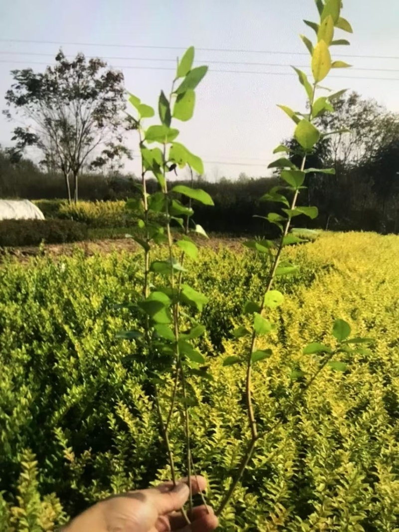 金叶女贞杯苗：邹家苗圃基地欢迎老板来电联系