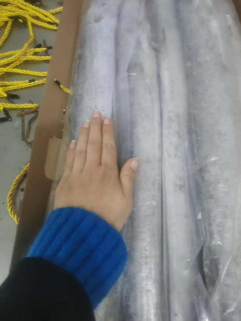 精品黄海油带鱼大量供应产地黄海规格齐全量大从优