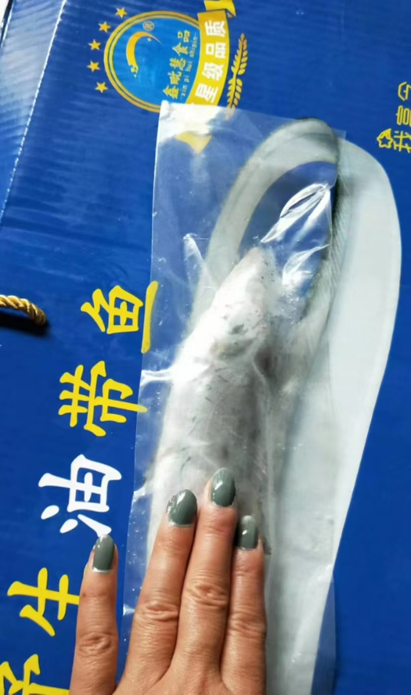精品黄海油带鱼大量供应产地黄海规格齐全量大从优