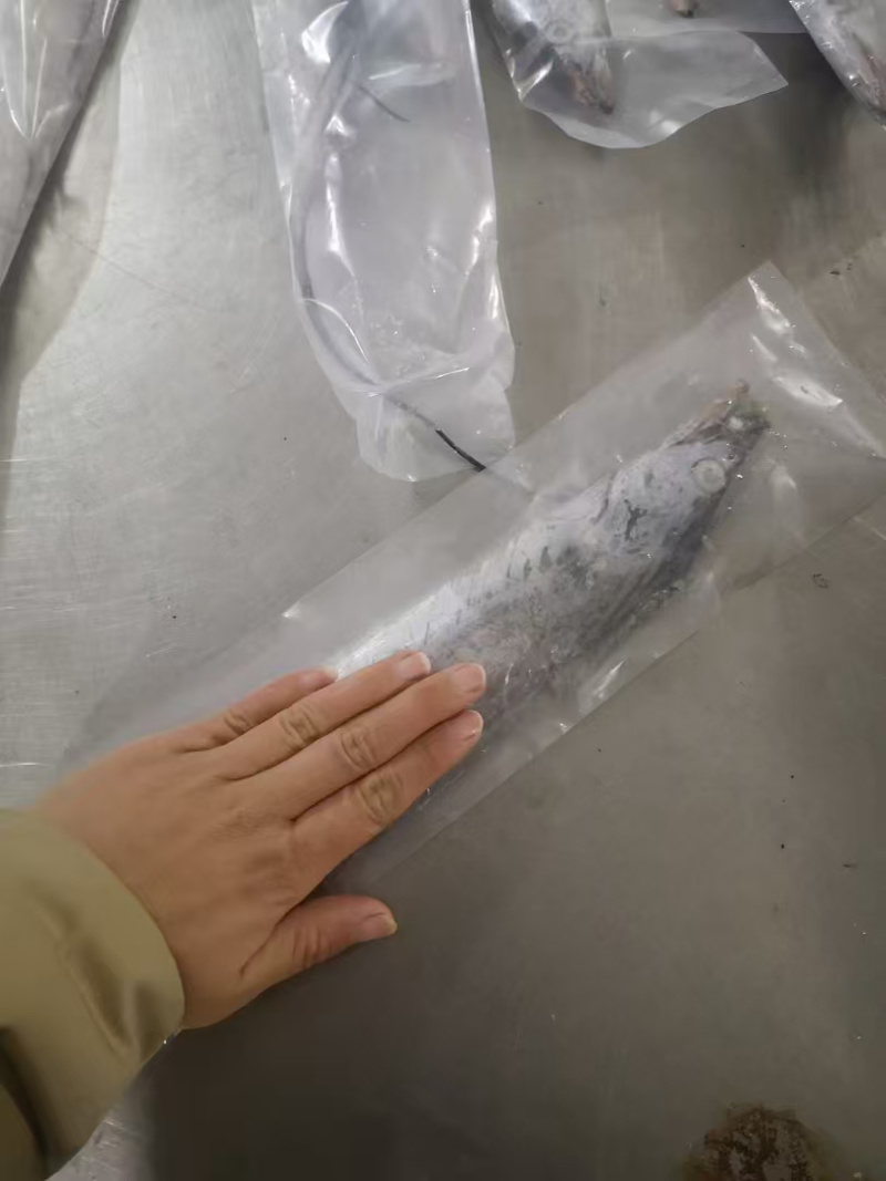 精品黄海油带鱼大量供应产地黄海规格齐全量大从优