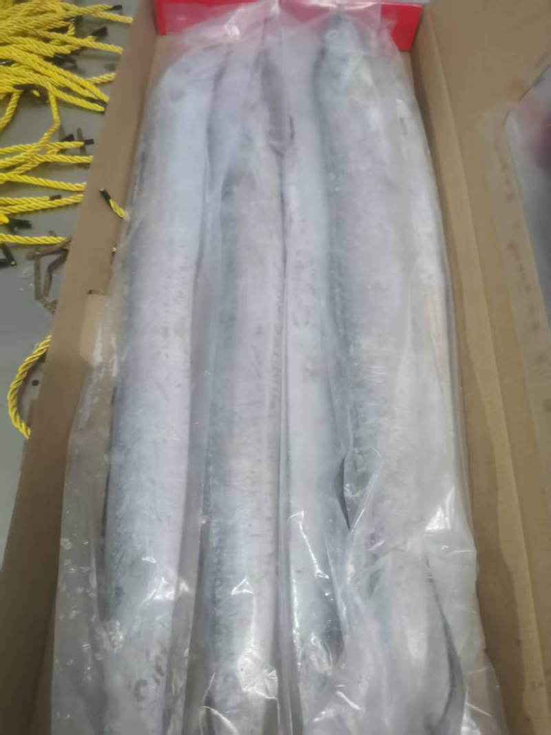 精品黄海油带鱼大量供应产地黄海规格齐全量大从优
