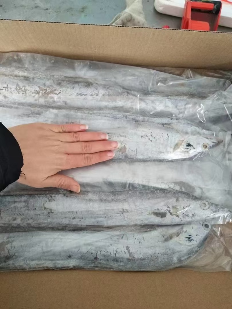 精品黄海油带鱼大量供应产地黄海规格齐全量大从优