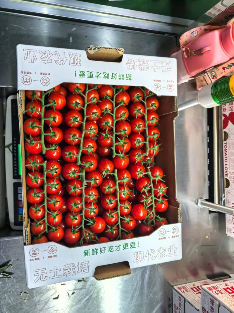 玻璃温室，无土栽培，基地直发，saopolo，大果粒。