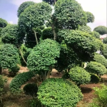 小叶女贞：奉新县邹家苗圃基地大量供应小叶女贞造型树欢迎来电