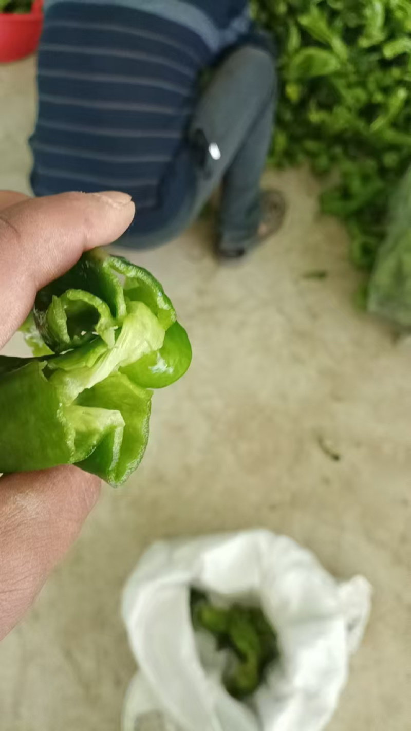 精品薄皮苏椒，品质保证，大棚种植，产地直发，价格优惠