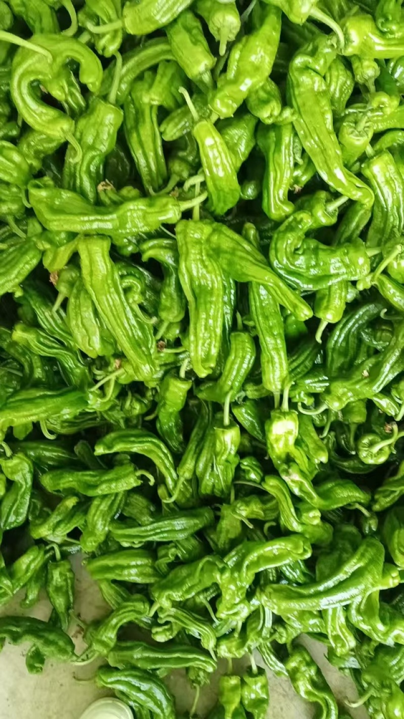 精品薄皮苏椒，品质保证，大棚种植，产地直发，价格优惠