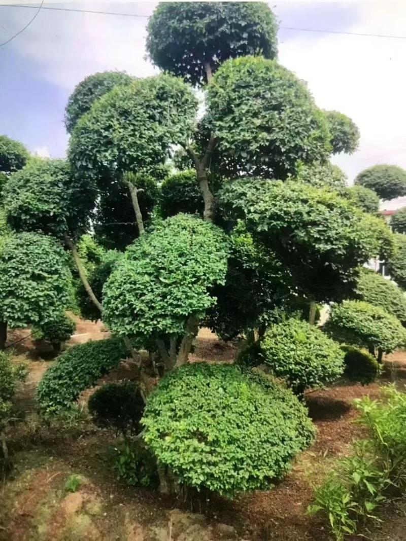 小叶女贞：奉新县邹家苗圃基地大量供应小叶女贞造型树欢迎来电
