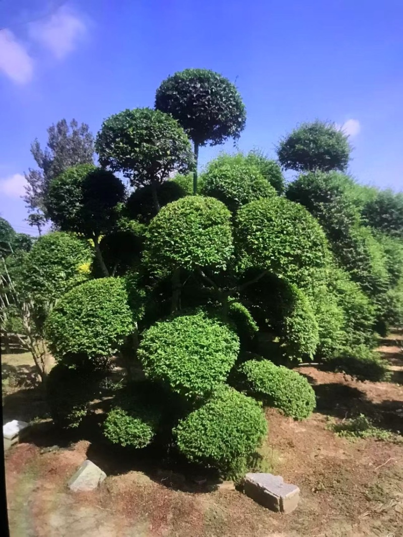 小叶女贞：奉新县邹家苗圃基地大量供应小叶女贞造型树欢迎来电
