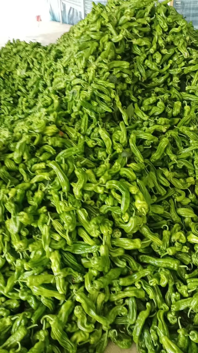 薄皮苏椒，安徽基地，产地直发，大棚种植，价格优惠品质保证