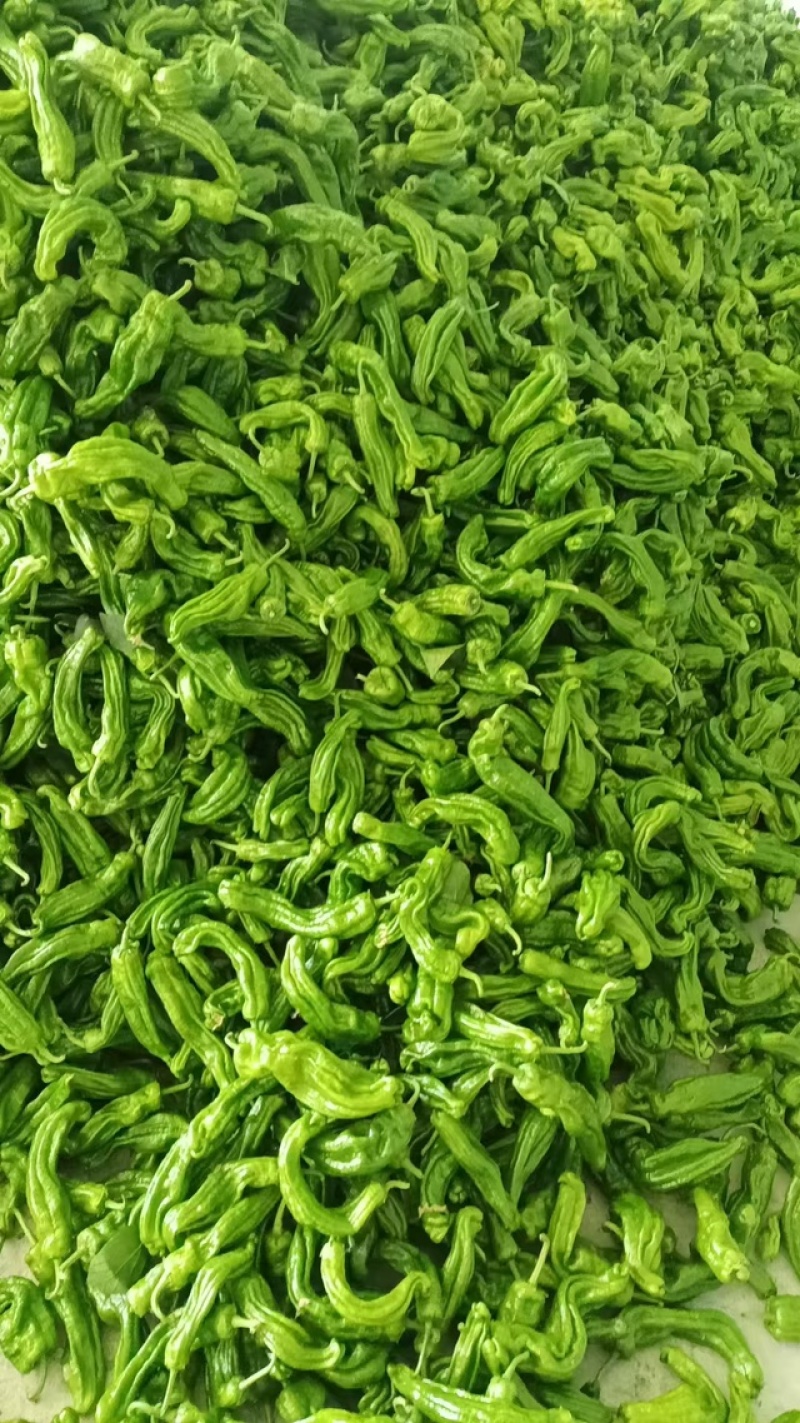 薄皮苏椒，安徽基地，产地直发，大棚种植，价格优惠品质保证