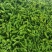 薄皮苏椒，安徽基地，产地直发，大棚种植，价格优惠品质保证