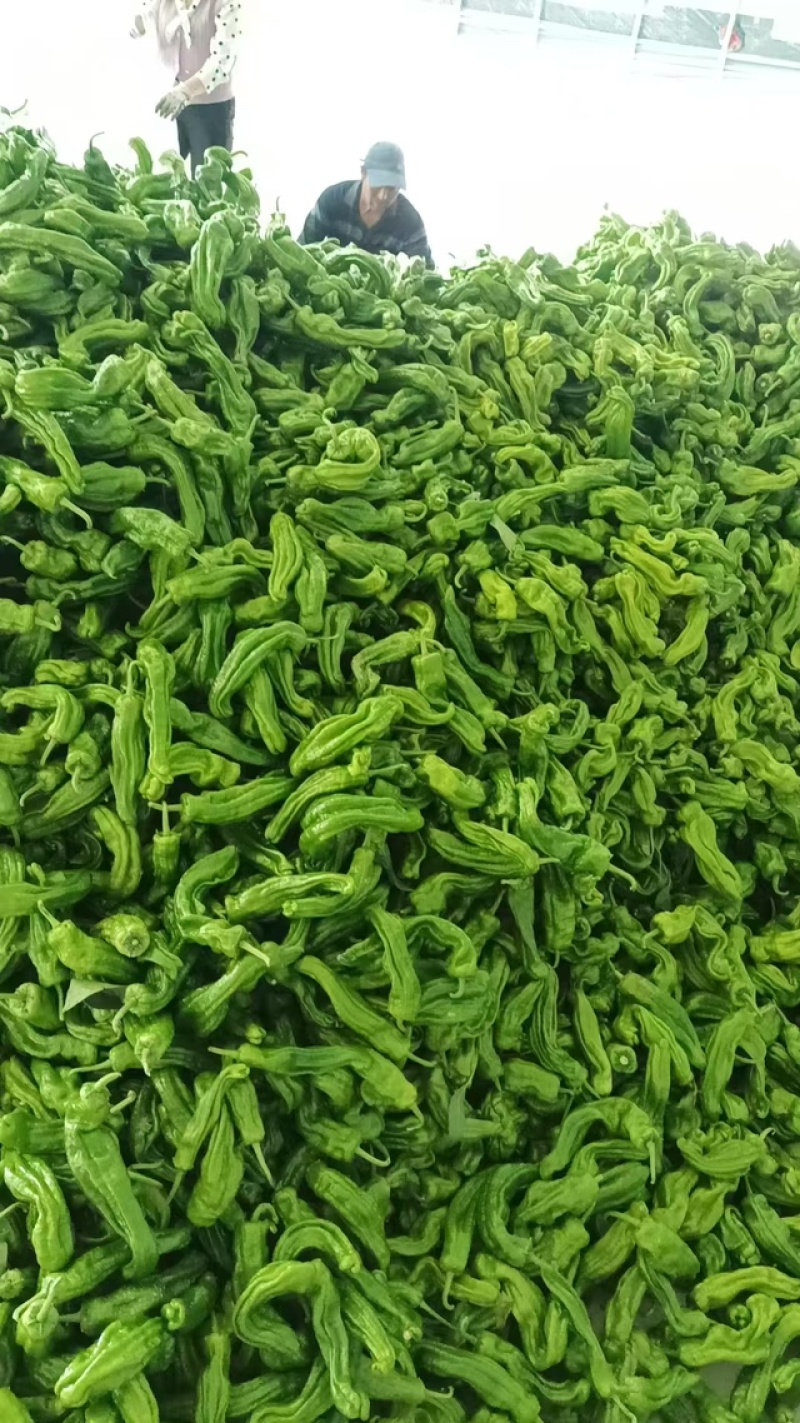 薄皮苏椒，安徽基地，产地直发，大棚种植，价格优惠品质保证