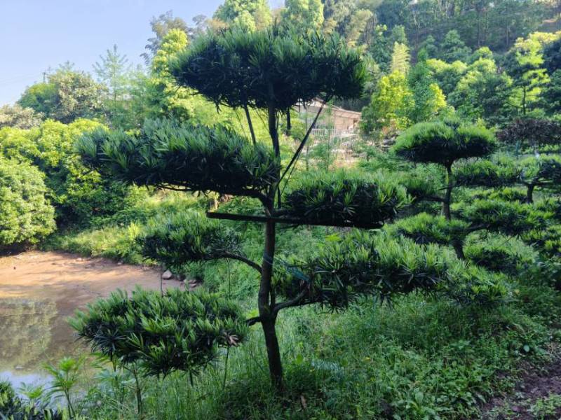 出售罗汉松