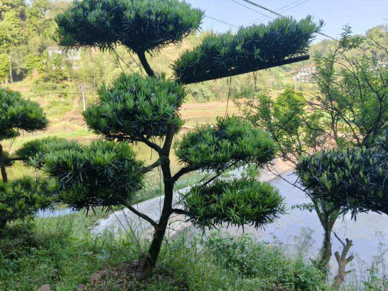 出售罗汉松