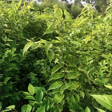 朴树小苗：奉新县邹家苗圃基地欢迎老板来电洽谈