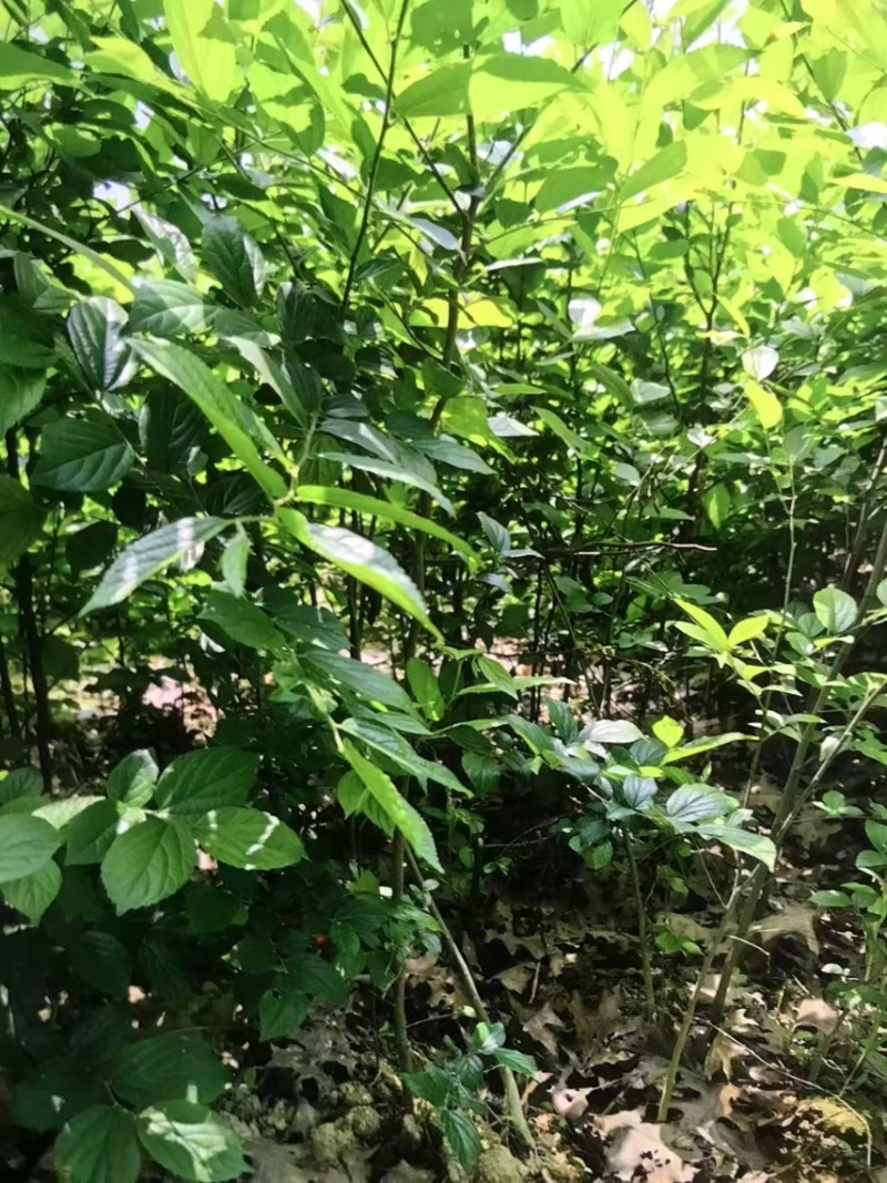 朴树小苗：奉新县邹家苗圃基地欢迎老板来电洽谈