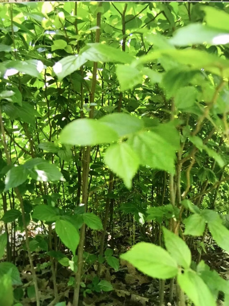 朴树小苗：奉新县邹家苗圃基地欢迎老板来电洽谈