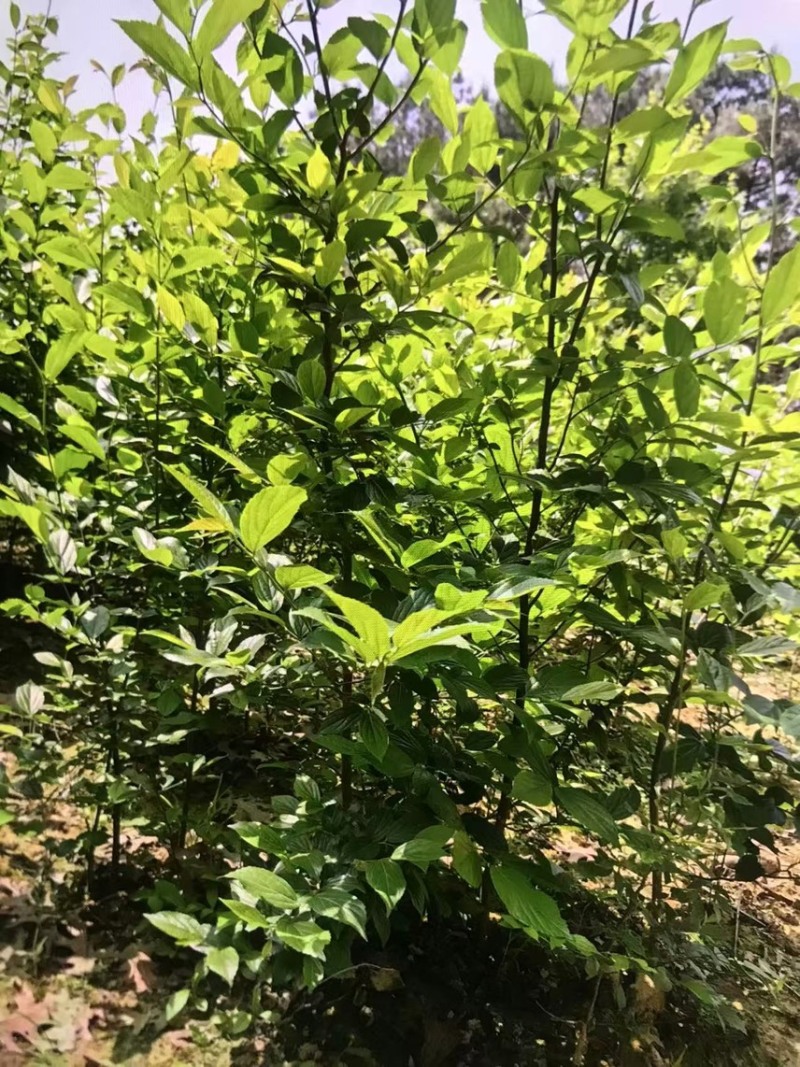 朴树小苗：奉新县邹家苗圃基地欢迎老板来电洽谈