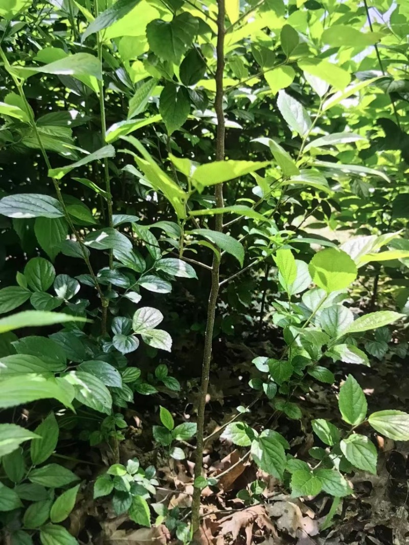 朴树小苗：奉新县邹家苗圃基地欢迎老板来电洽谈
