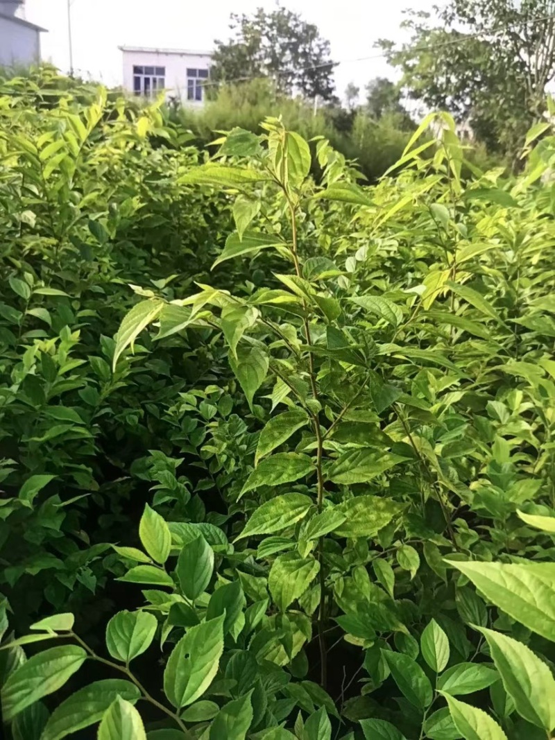 朴树小苗：奉新县邹家苗圃基地欢迎老板来电洽谈