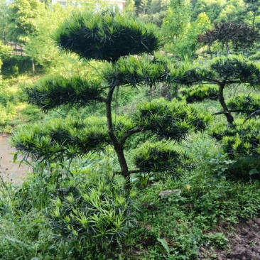 出售罗汉松