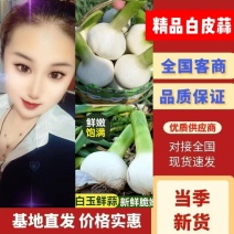 山东鲜蒜/平邑沂蒙山区精选白皮鲜蒜产地现挖现加工可打包