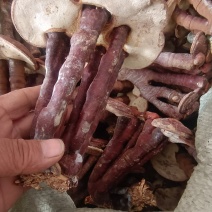 灵芝黑灵芝…一手货源产地直发，欢迎老下单