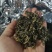 罗汉茶