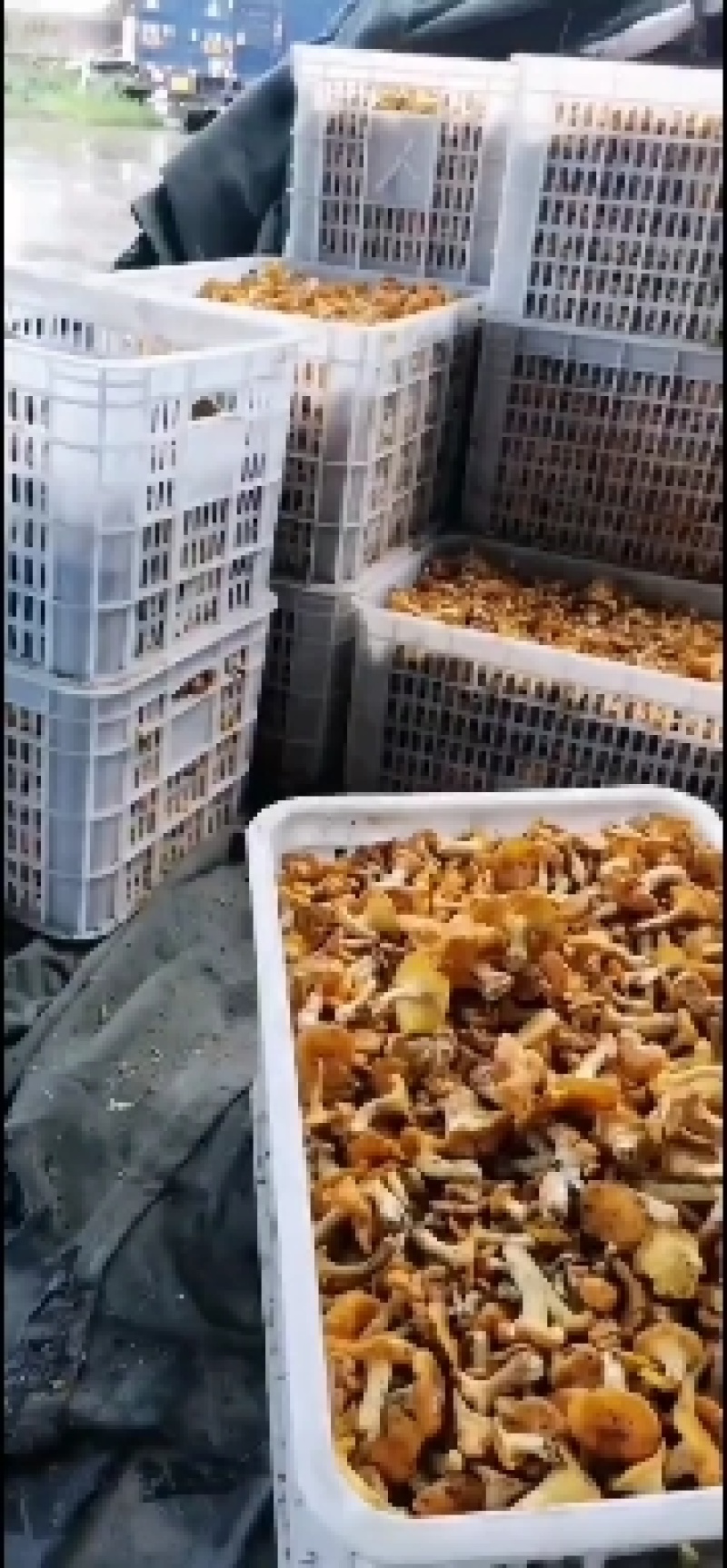 鸡油菌产地一手货源野生鸡油菌代收代发质量保证