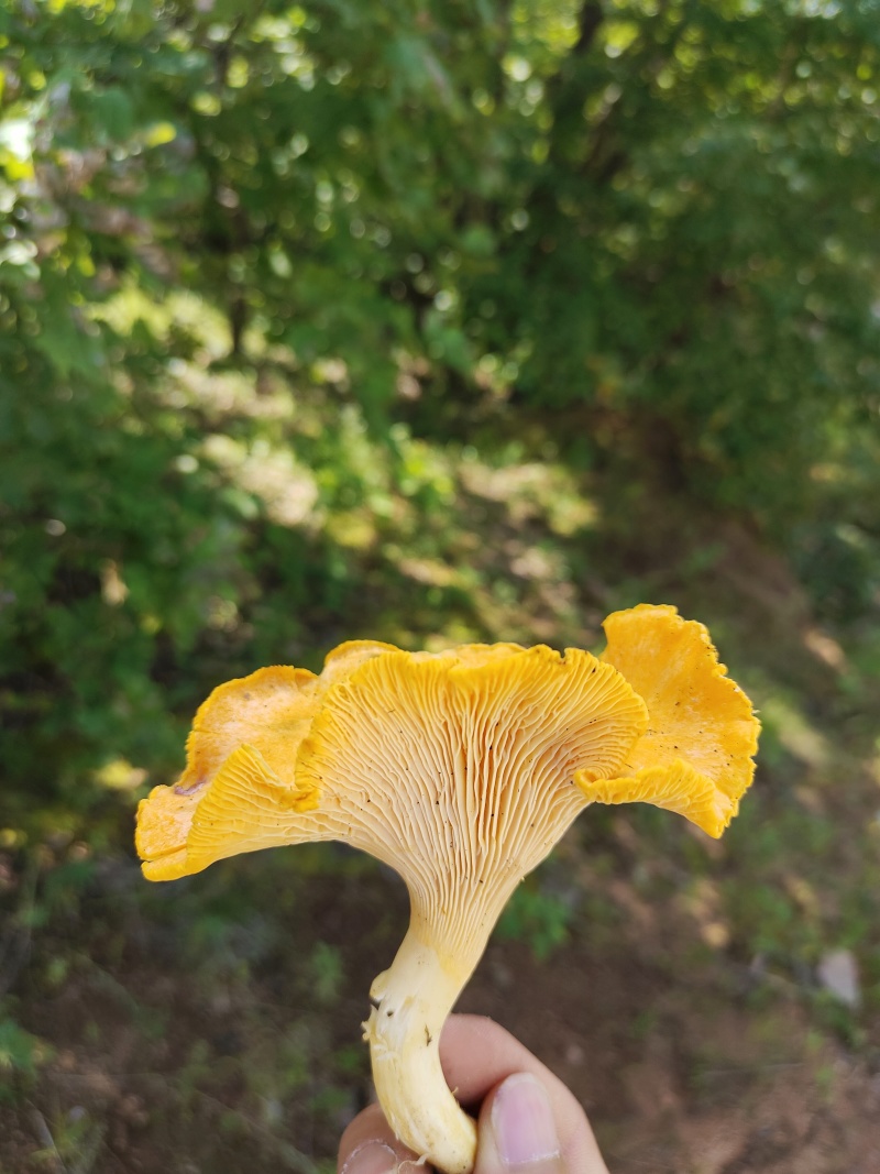 鸡油菌产地一手货源野生鸡油菌代收代发质量保证