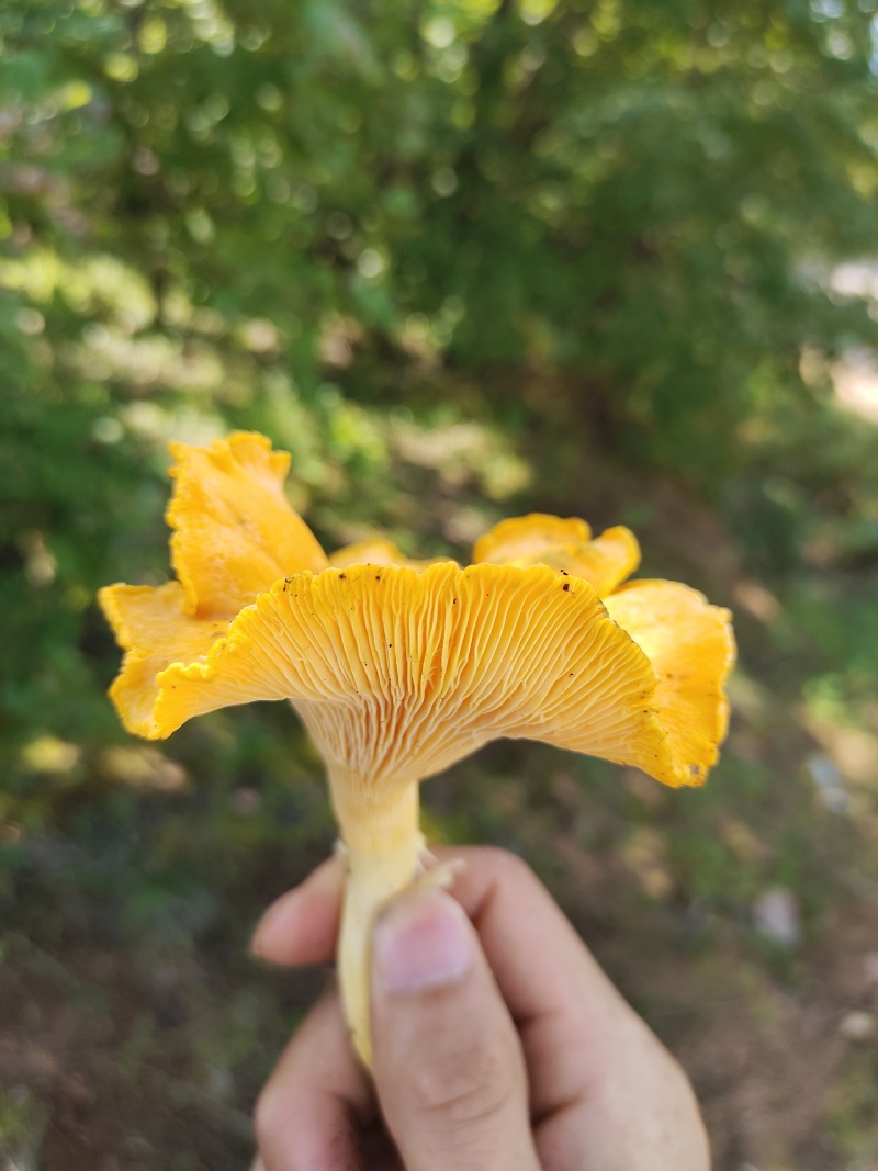 鸡油菌产地一手货源野生鸡油菌代收代发质量保证