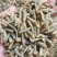 黑水虻纯干